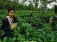 Chiang Mai Private Tour with Tea Plantation, Karen Village, Doi Suthep