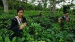 Chiang Mai Private Tour with Tea Plantation, Karen Village, Doi Suthep