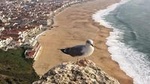 Fatima Batalha Nazare Obidos Full-Day Group Tour from Lisbon