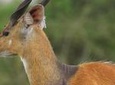 Full-Day Lake Mburo Tour from Kampala