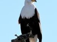 Half-Day Birding Tour of Livingstone