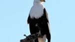 Half-Day Birding Tour of Livingstone