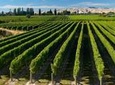 Half-Day Marlborough Wine Region Tour from Picton or Blenheim