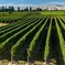 Half-Day Marlborough Wine Region Tour from Picton or Blenheim
