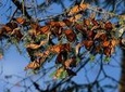 Monarch Butterfly Sanctuary Day Trip from Mexico City