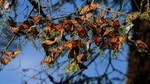 Monarch Butterfly Sanctuary Day Trip from Mexico City