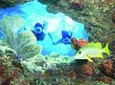 Key West Living Coral Reef Snorkel Adventure