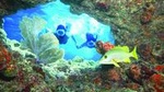 Key West Living Coral Reef Snorkel Adventure