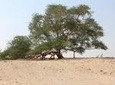 Nature Flora and Fauna Trip from Manama