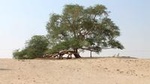 Nature Flora and Fauna Trip from Manama
