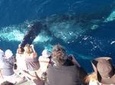 Newport Beach Whale and Dolphin Watching Cruise