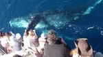 Newport Beach Whale and Dolphin Watching Cruise