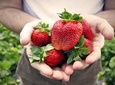 Private Full-Day Strawberry Picking and Beijing Aviation Museum Tour from Beijing
