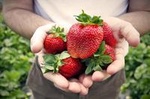 Private Full-Day Strawberry Picking and Beijing Aviation Museum Tour from Beijing