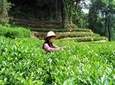 Private Trip to Hangzhou from Shanghai by Bullet Train