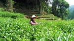 Private Trip to Hangzhou from Shanghai by Bullet Train