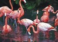 Private Tour: Celestun Biosphere Reserve by Yucatan Concierge