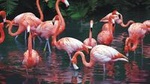Private Tour: Celestun Biosphere Reserve by Yucatan Concierge
