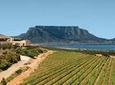 Full-Day Durbanville Valley Wine Tasting Private Tour from Cape Town