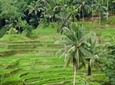 Private Ubud Tour with Hidden Waterfalls
