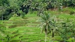 Private Ubud Tour with Hidden Waterfalls