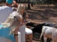Andalucia Bull and Horse Farm and Ronda Private Tour from Malaga
