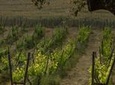 Ronda Private Wine Tour and Tapas from Marbella