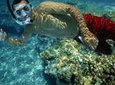Snorkel and Sunset Sail: Rum n' Reggae