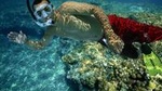 Snorkel and Sunset Sail: Rum n' Reggae