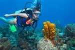 Wave Break Island Scuba Diving on the Gold Coast