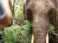 2-Day Kindred Spirit Elephant Sanctuary in Chiang Mai
