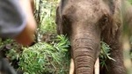 2-Day Kindred Spirit Elephant Sanctuary in Chiang Mai