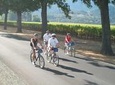 Full-Day Healdsburg Wine Country Bike and Wine Tasting Tour