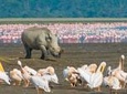 Lake Nakuru National Park: Day Trip from Nairobi