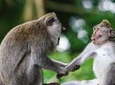 Private Amazing Taman Negara Day Trip from Kuala Lumpur Including Lunch