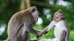 Private Amazing Taman Negara Day Trip from Kuala Lumpur Including Lunch