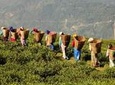 Private Nature Trip to Cameron Highlands from Kuala Lumpur