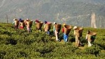 Private Nature Trip to Cameron Highlands from Kuala Lumpur