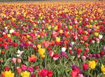 Attend Wooden Shoe Tulip Festival, Oregon