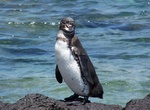 See Galapagos Penguins in the Wild