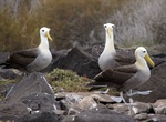See Waved Albatross (Galapagos Albatross) in the Wild