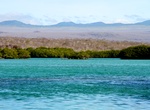 Visit Black Turtle Cove, Santa Cruz, Galápagos