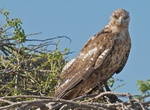 See Galapagos Hawk in the Wild