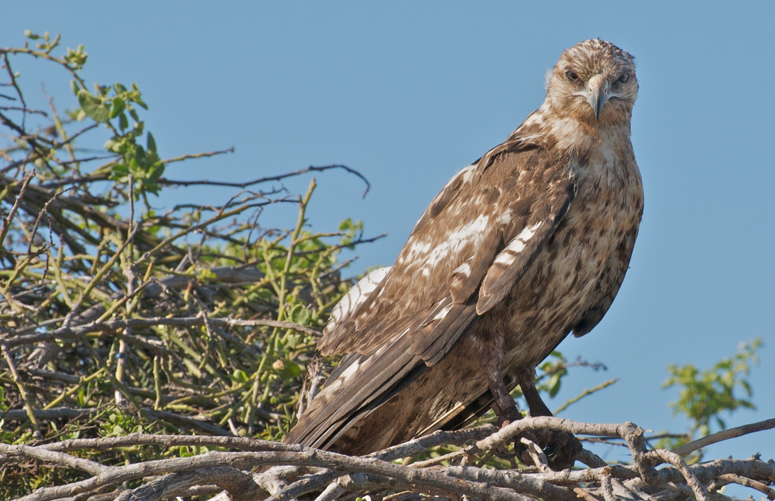 Galapagos Hawk in the Wild