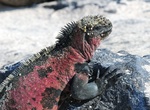 See Marine Iguana in the Wild