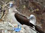See a Blue-Footed Booby in the Wild