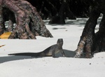 Visit Tortuga Bay, Santa Cruz Island, Galápagos