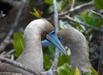 See a Red-Footed Booby in the Wild