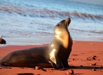 See Galápagos Sea Lions in the Wild
