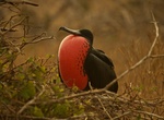 See Magnificent Frigatebird in the Wild